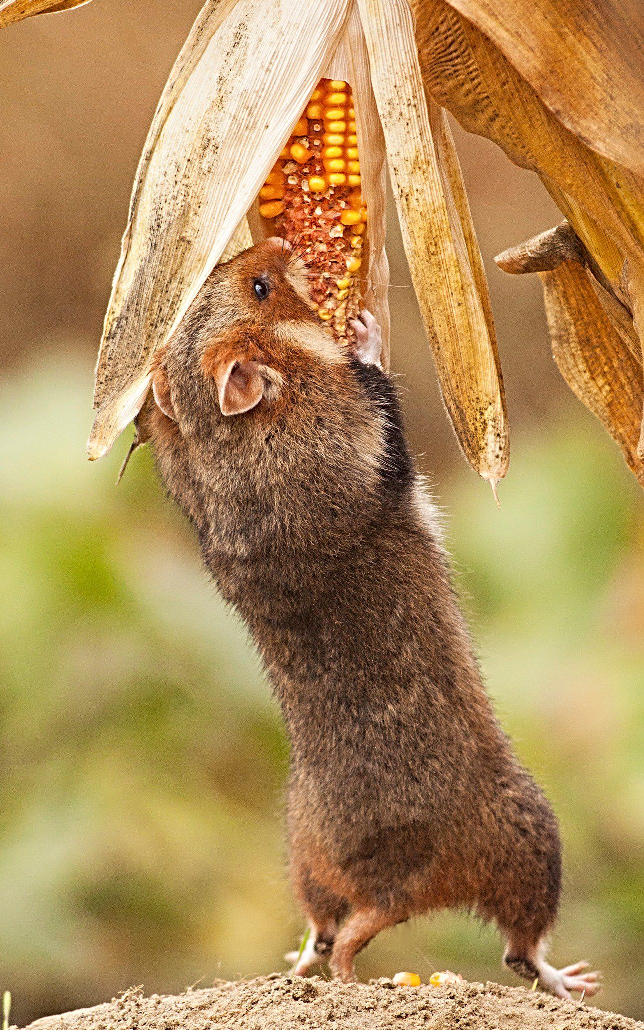 A föld alatti éléskamrák mestere a mezei hörcsög