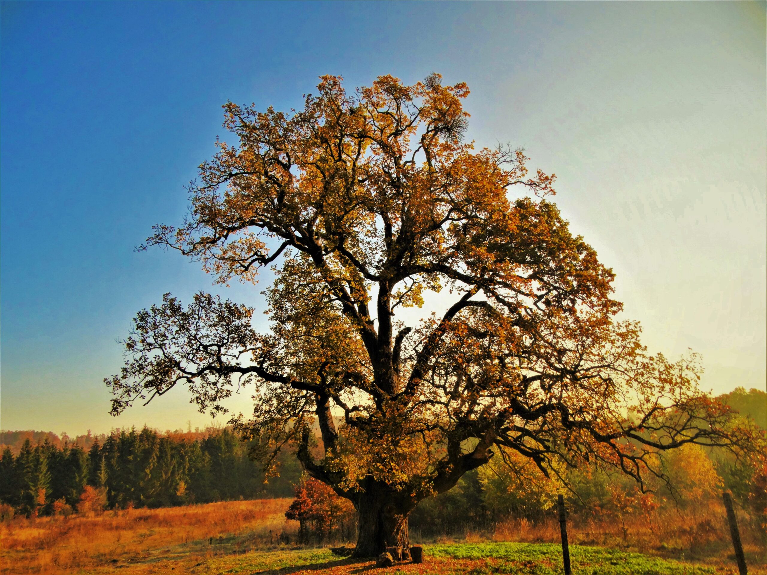 Csaknem 400 éves tölgyek őrzik a múltat a Keselyréten