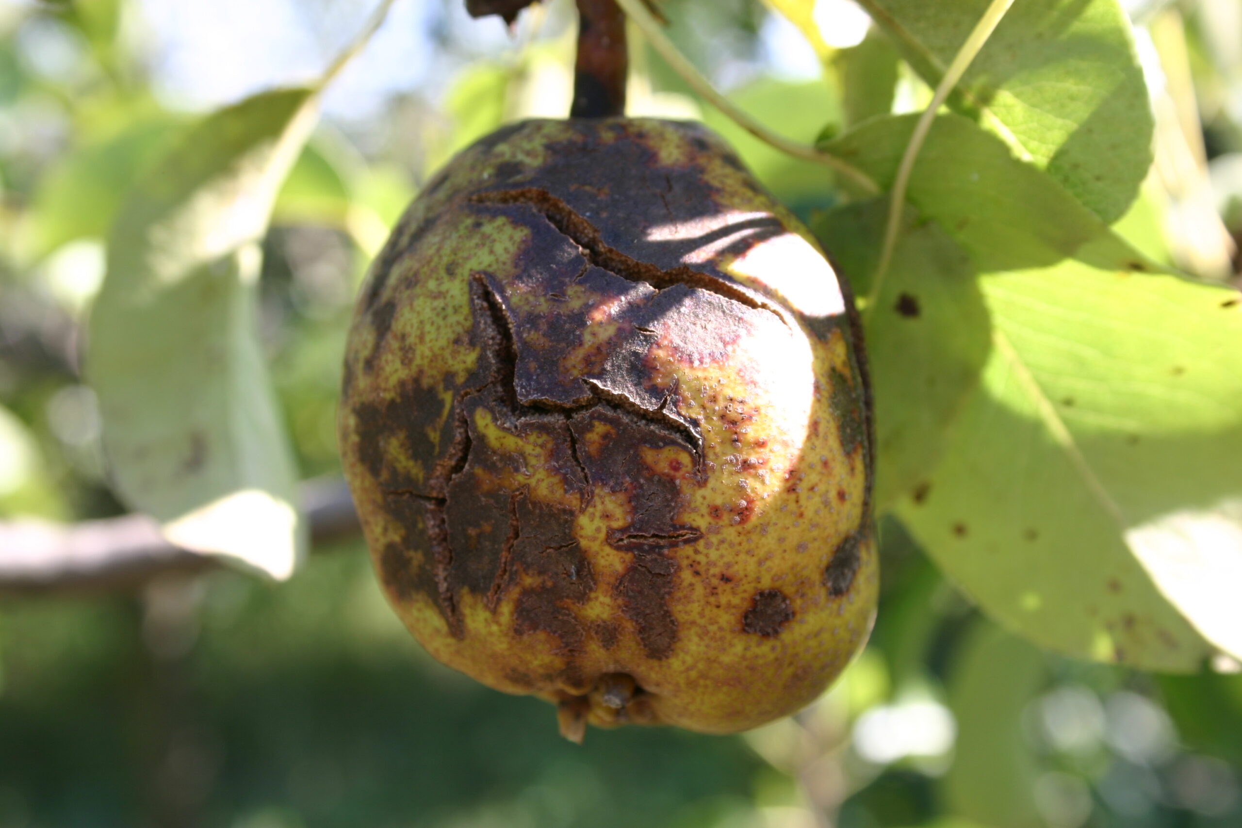 A körtén nagyon súlyos varasodásfertőzés alakulhat ki