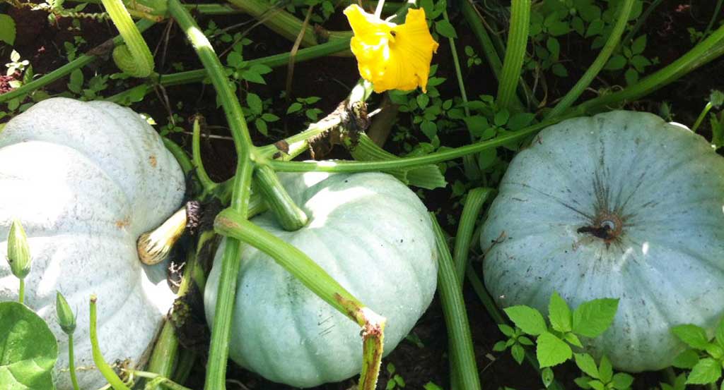 A virágzás és kötődés elvonja az energiáta fejlődő termések elől