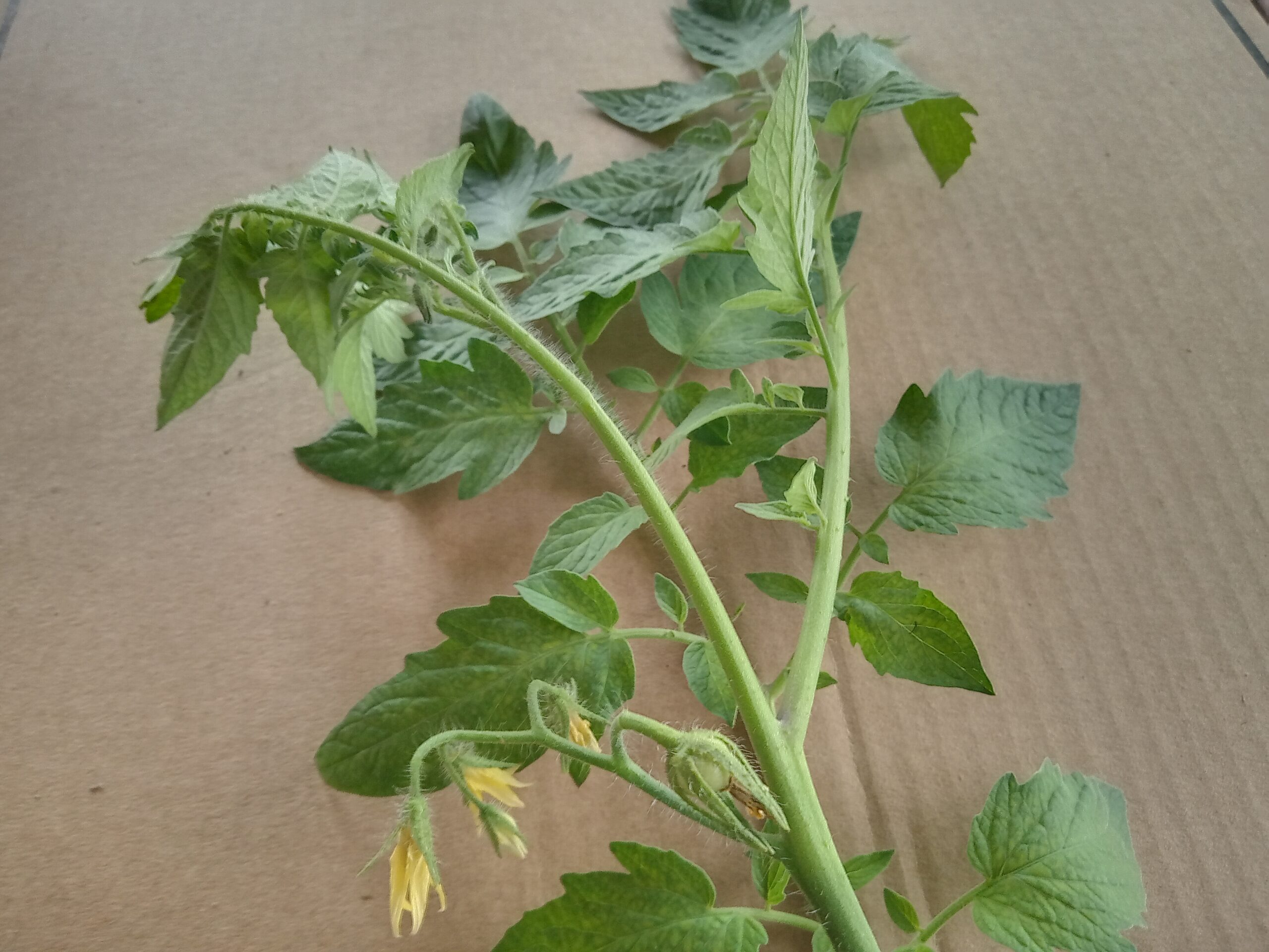 Októberben már vágjuk le a virágzó paradicsomhajtást