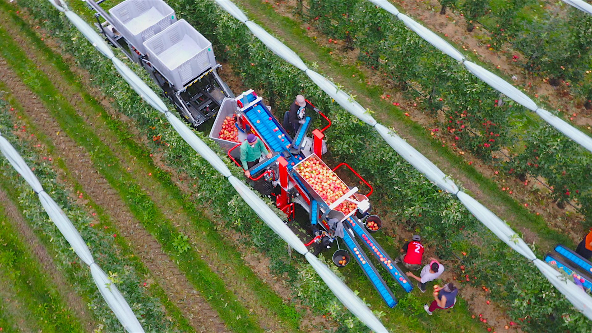 A keskeny lombfal a kézi szedést is hatékonyabbá teszi