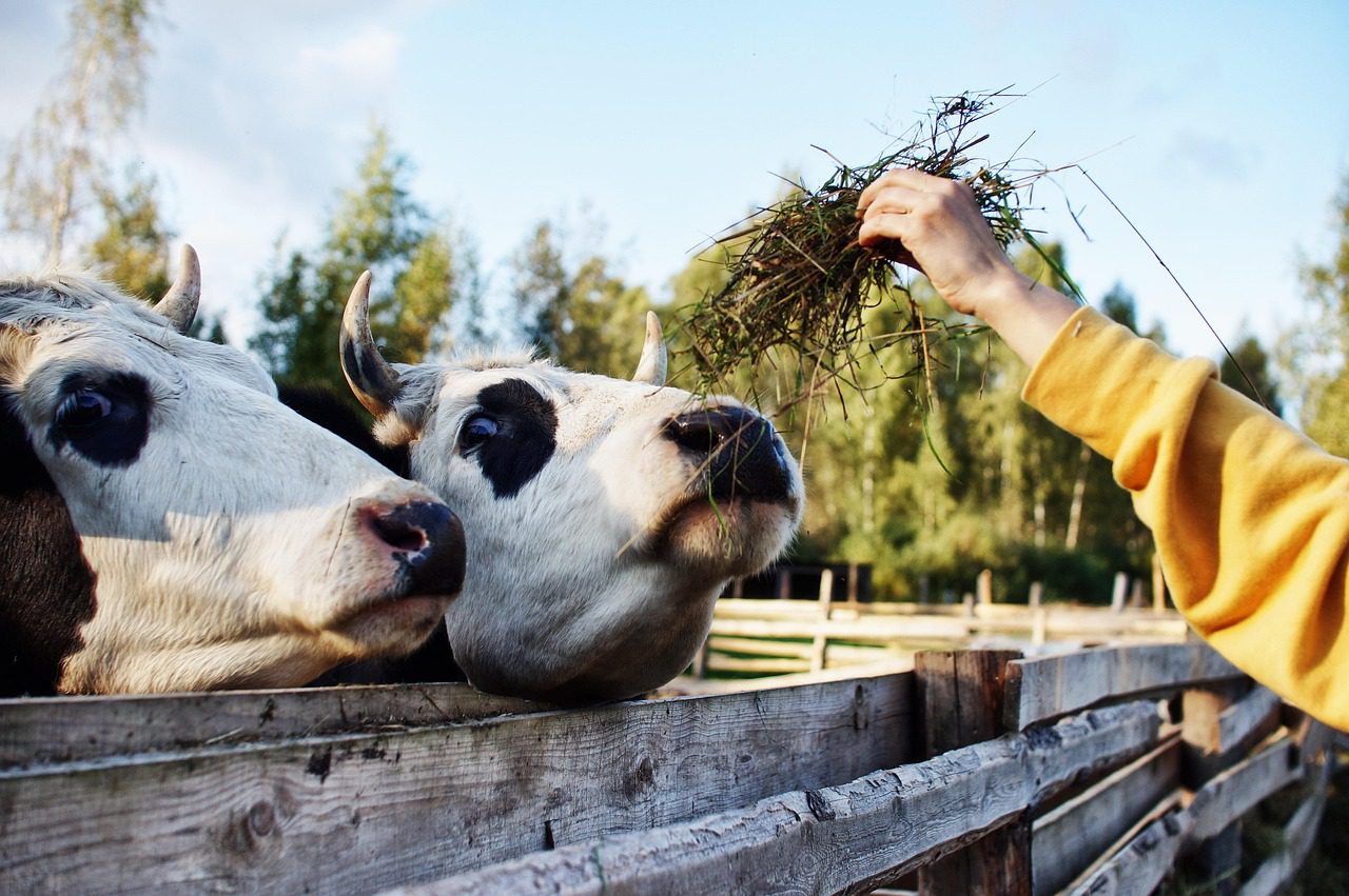 takarmány tehén szarvasmarha