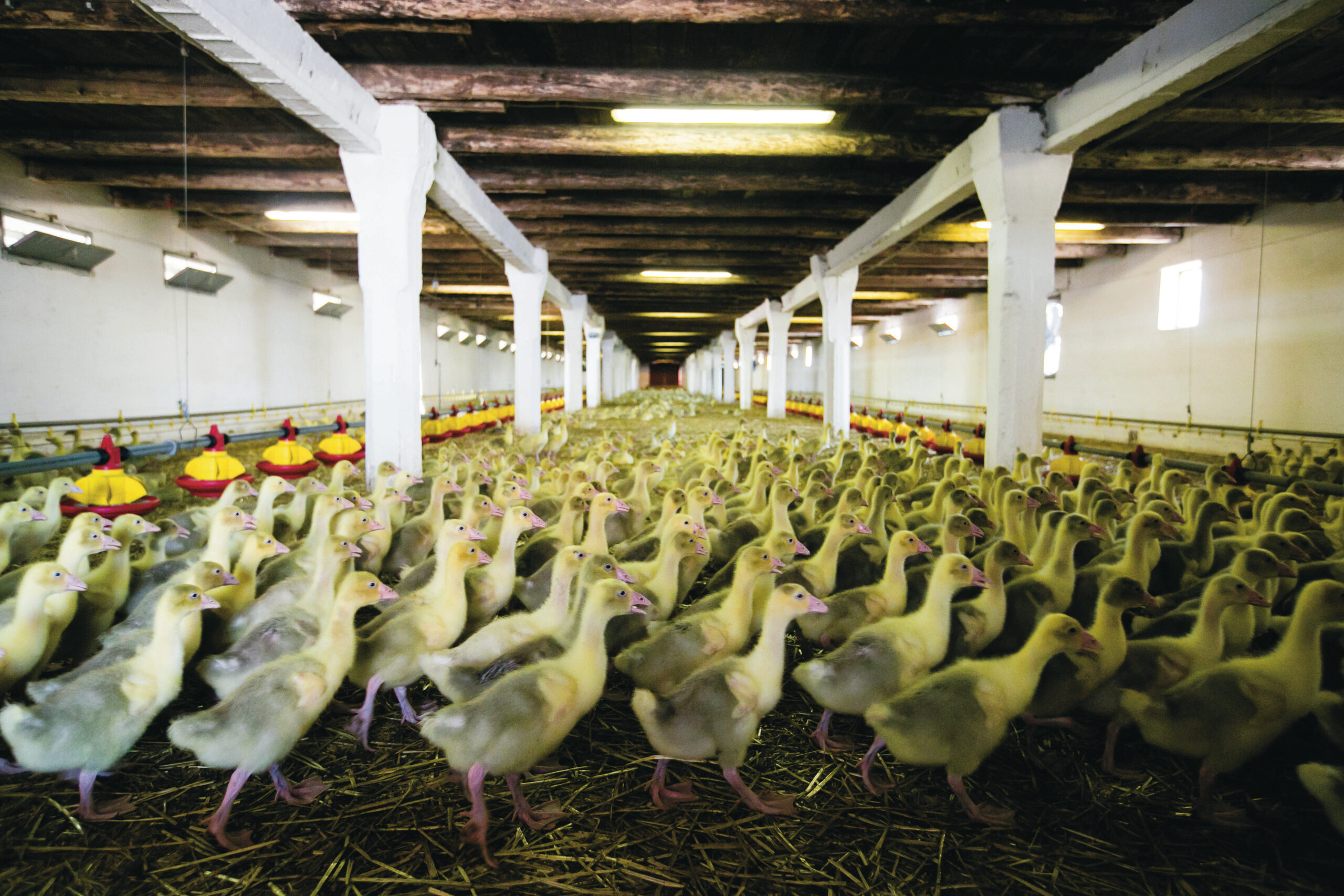 liba hízlalás víziszárnyas