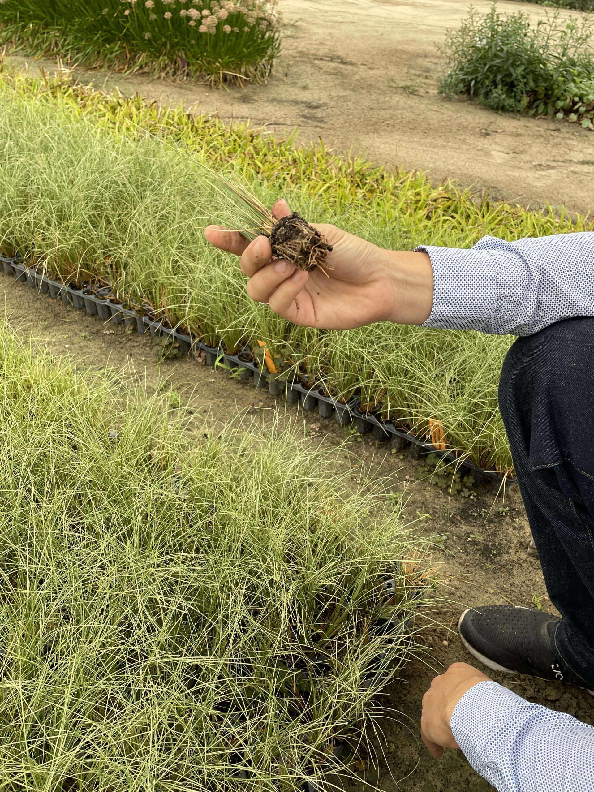 A tálcás szaporítóanyag erős, egészséges gyökérzete