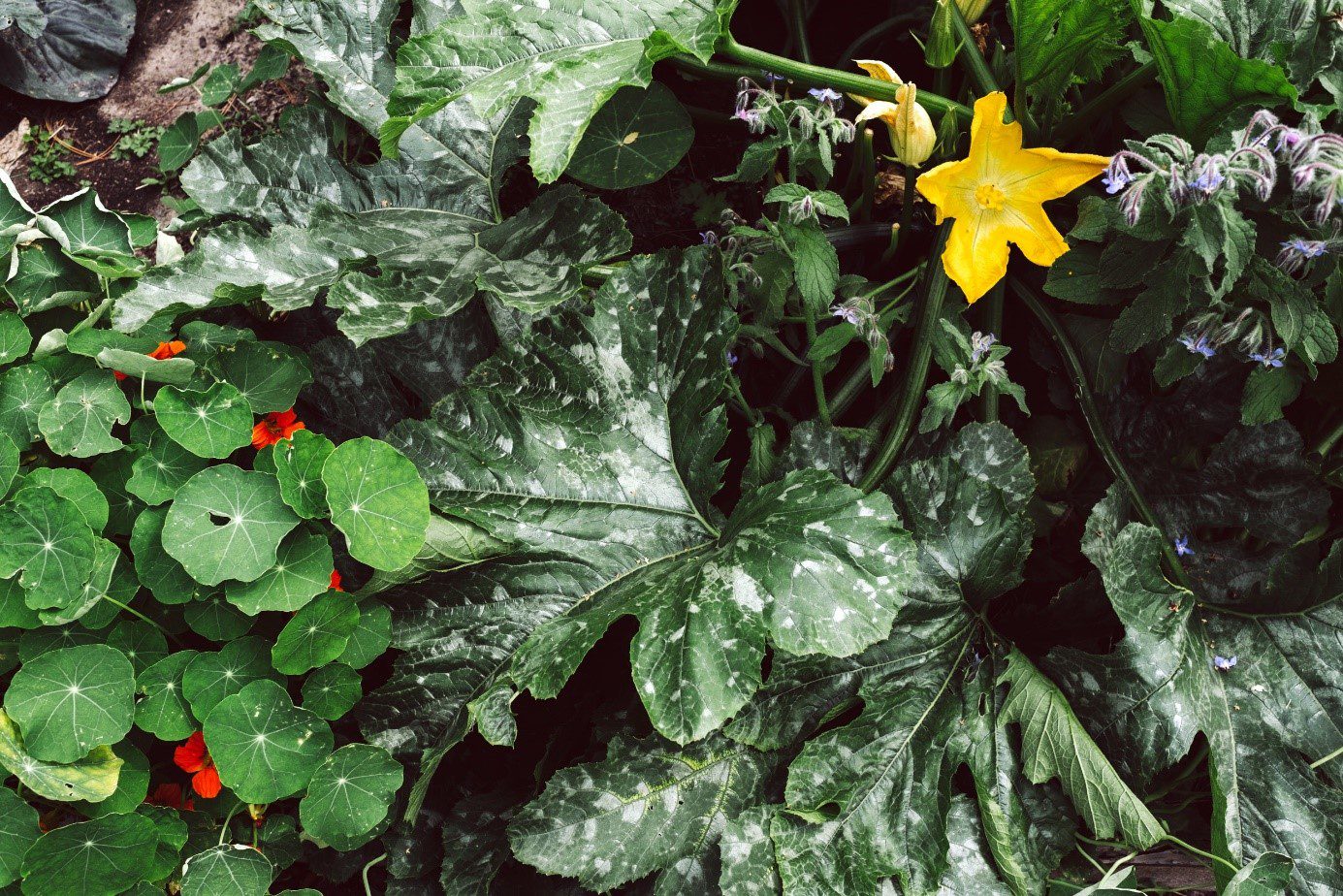 Cukkini, sarkantyúka és borágó a sorok között