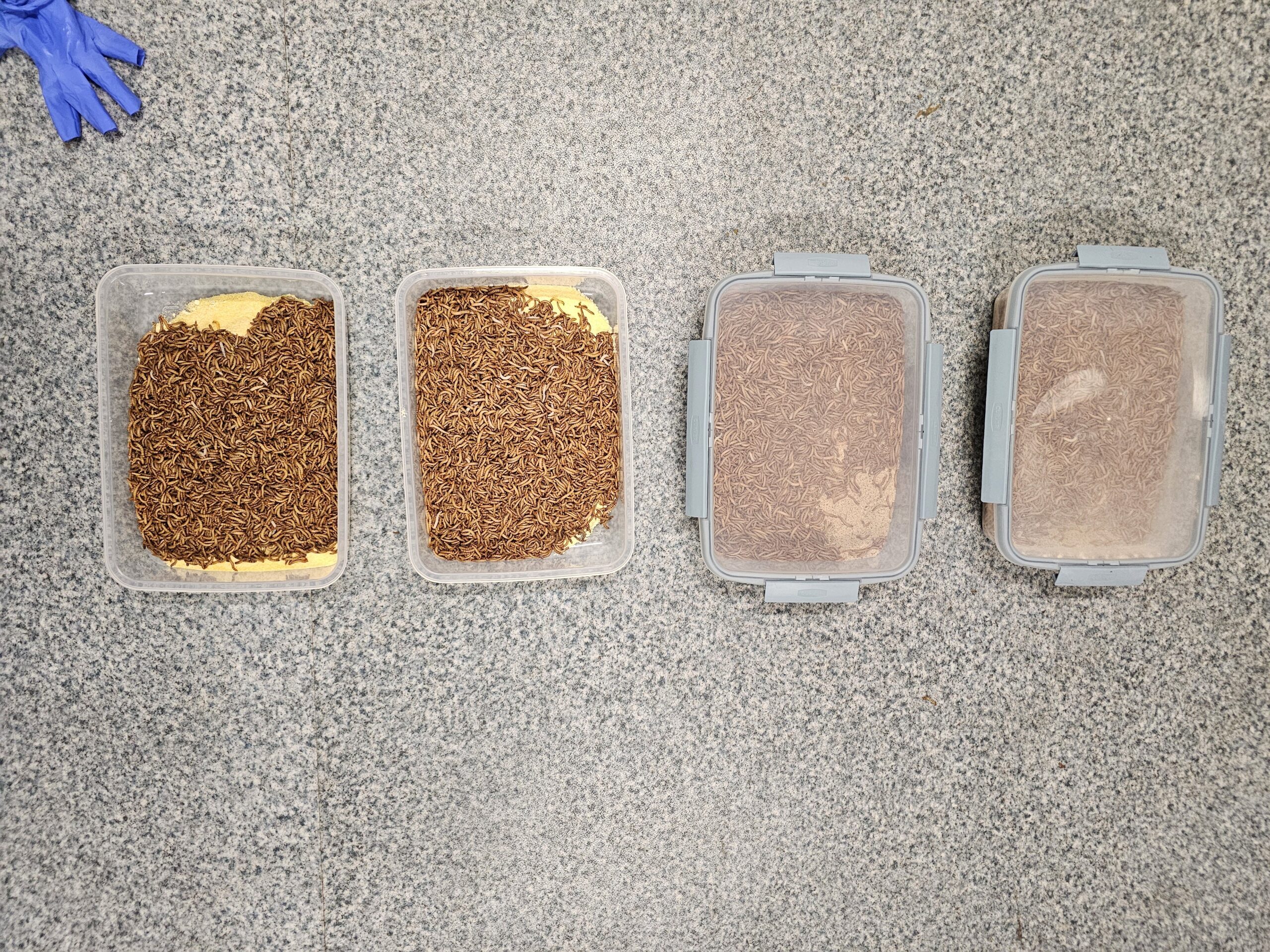 lisztkukac mikotoxin kukorica