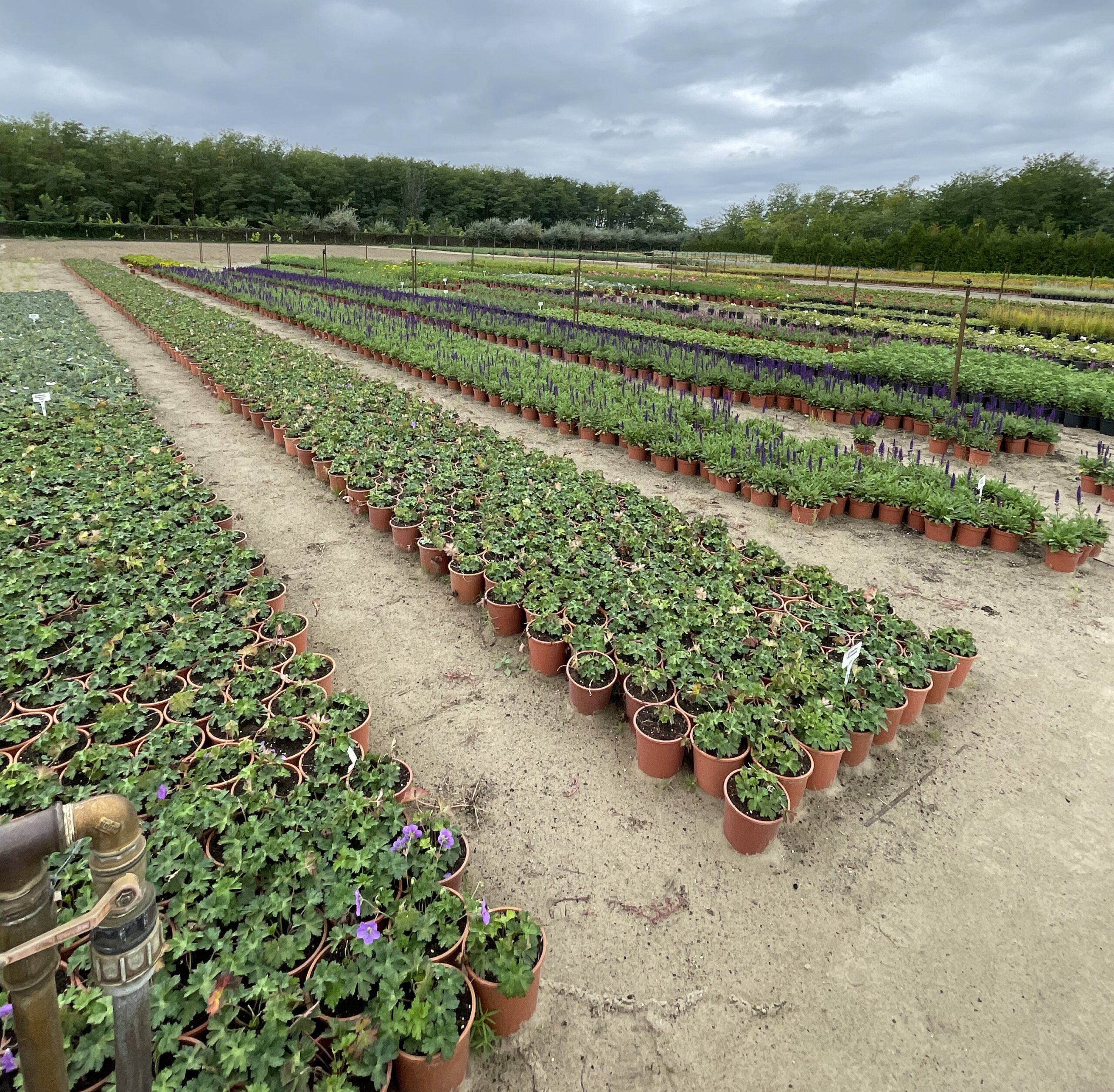 A homokra kihelyezett növények intenzív gyökérfejlődésre képesek