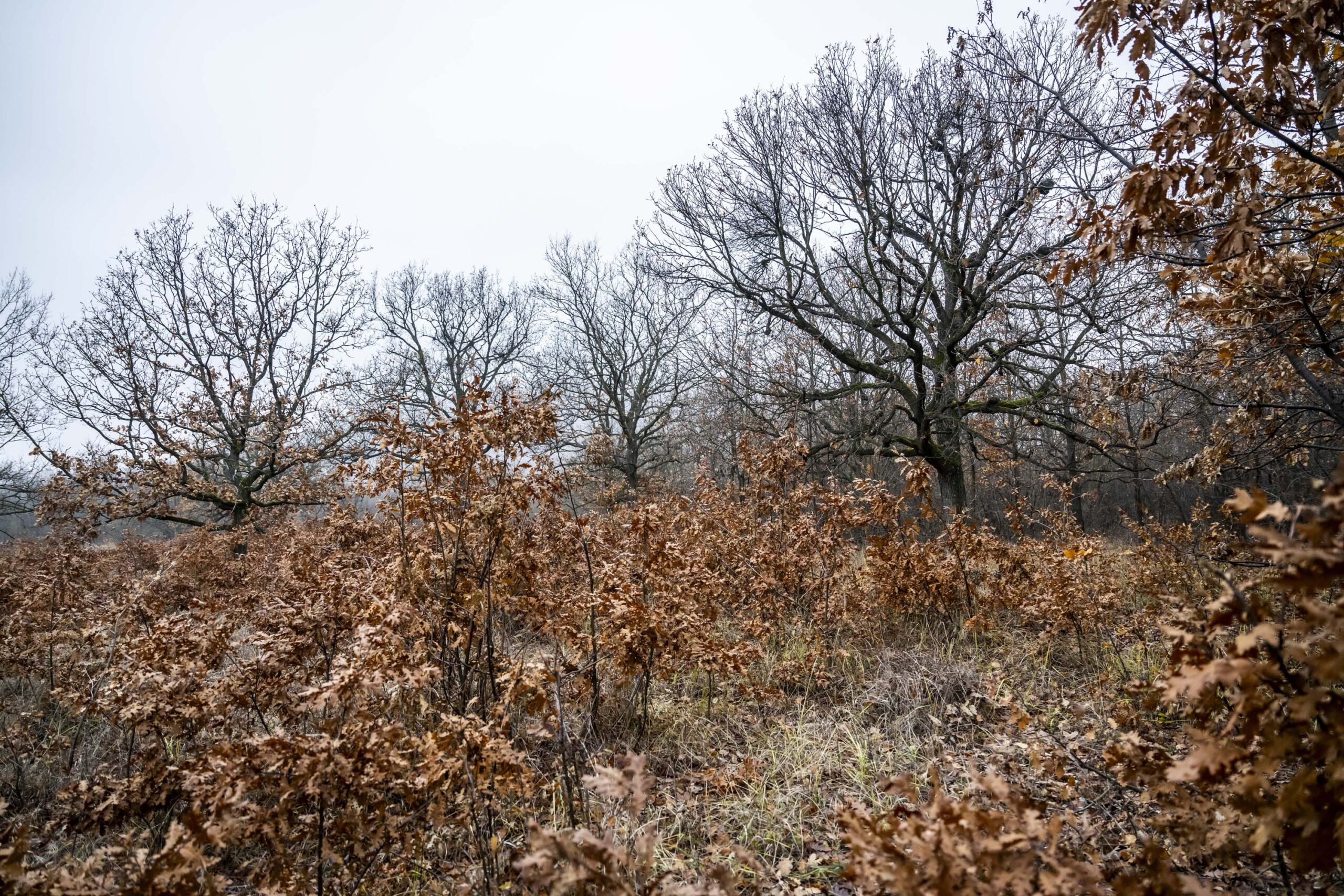 Rácz András, KEHOP indító, Mátrafüred