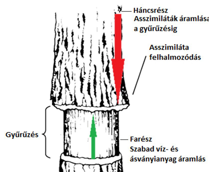 A víz, a tápanyagok és az asszimilátákáramlása a gyűrűzés során