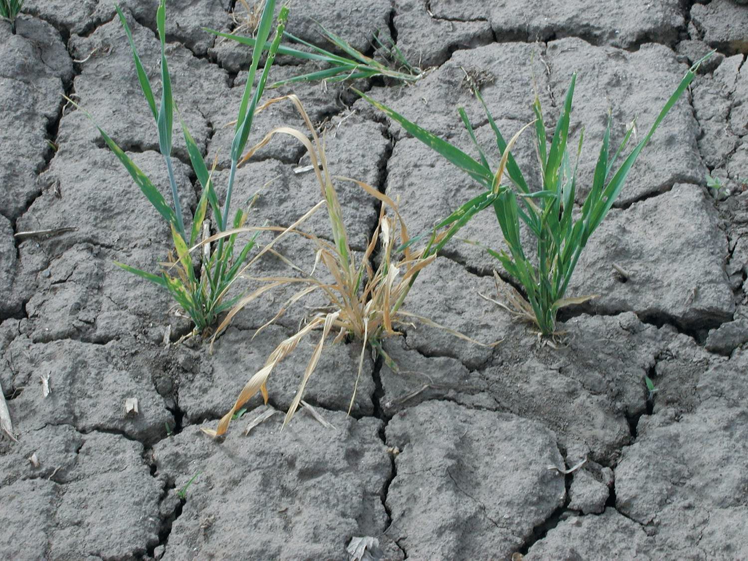 Szelekció szárazságtűrésre és biotikus stresszekre búzában