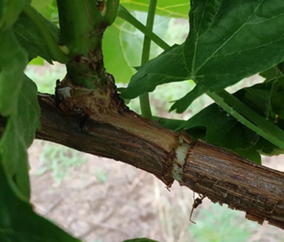 A gyűrűzéssel okozott seb