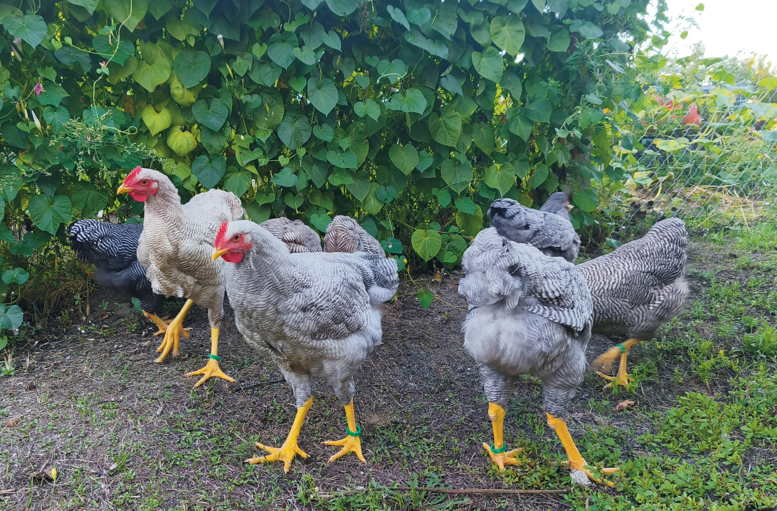 4 hónapos Plymouth Rock növendékek