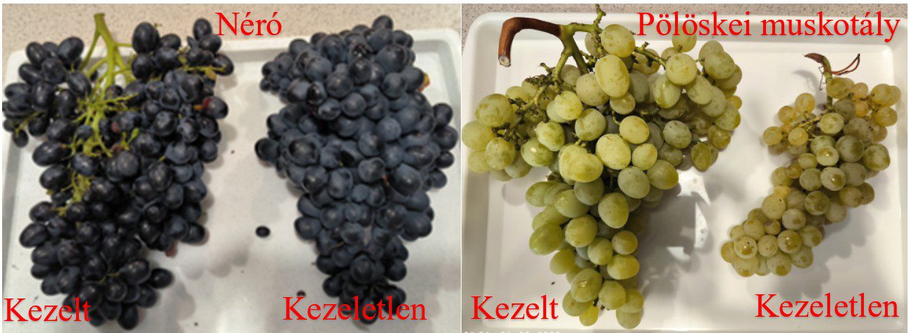 A gibberellinnel kezelt és a kontrollfürtökközött látható különbség. A Nerónál kiemelendő a lazább szerkezet, a Pölöskei muskotálynál a piacos bogyóméret