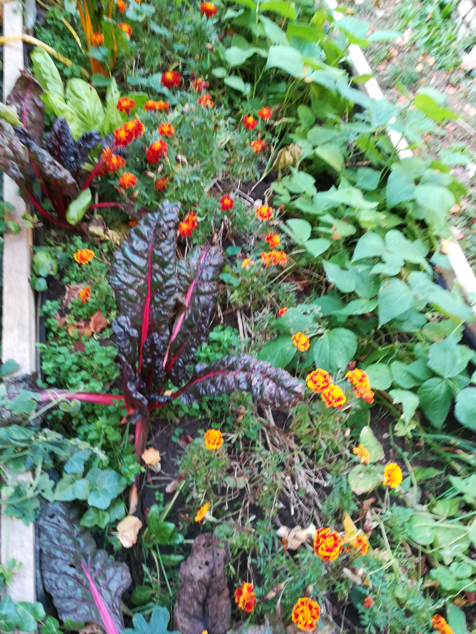 Vegyeskultúrában az A sor főnövénye mángold, a C sorbüdöske vagy körömvirág, a B sor bokorbab