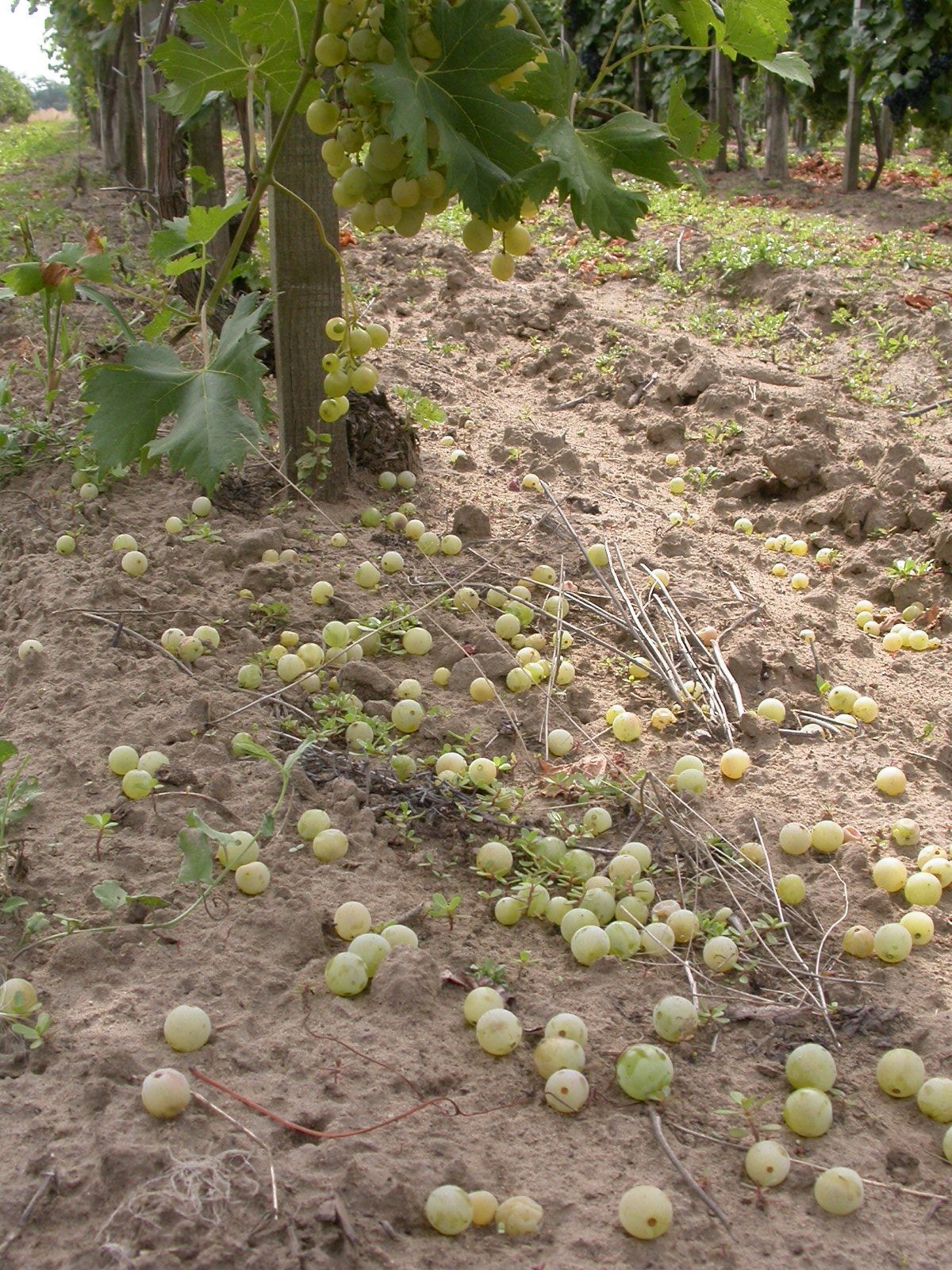 Súlyos aszályban a bogyóklepereghetnek