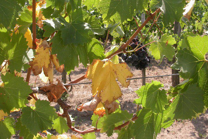 Az aszály következtében lankadnakés sárgulnak a levelek, fonnyad a fürt a Nero fajtán