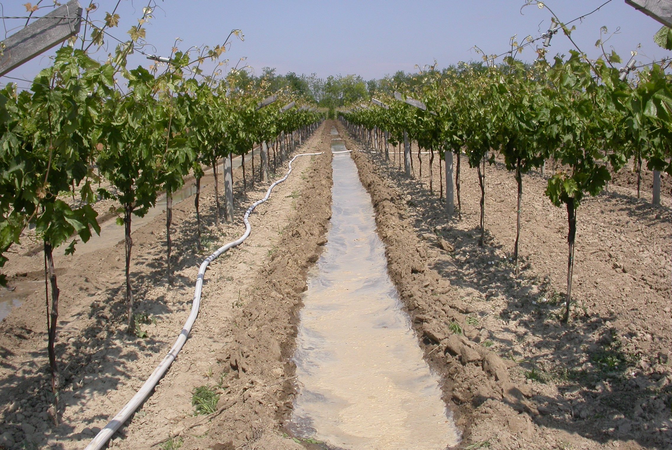 A barázdás öntözés vízpazarló módszer