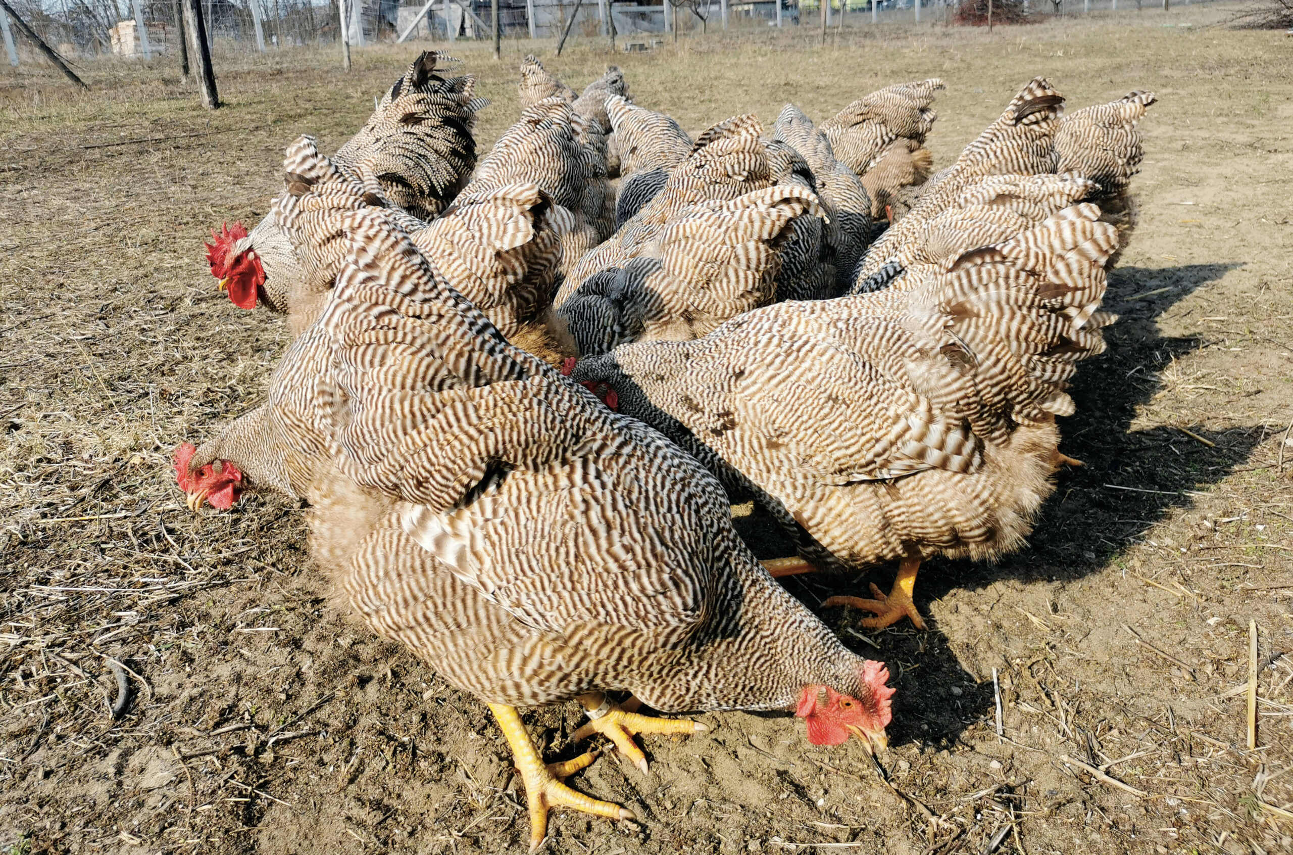 Csoki sávozott Plymouth Rock csapat
