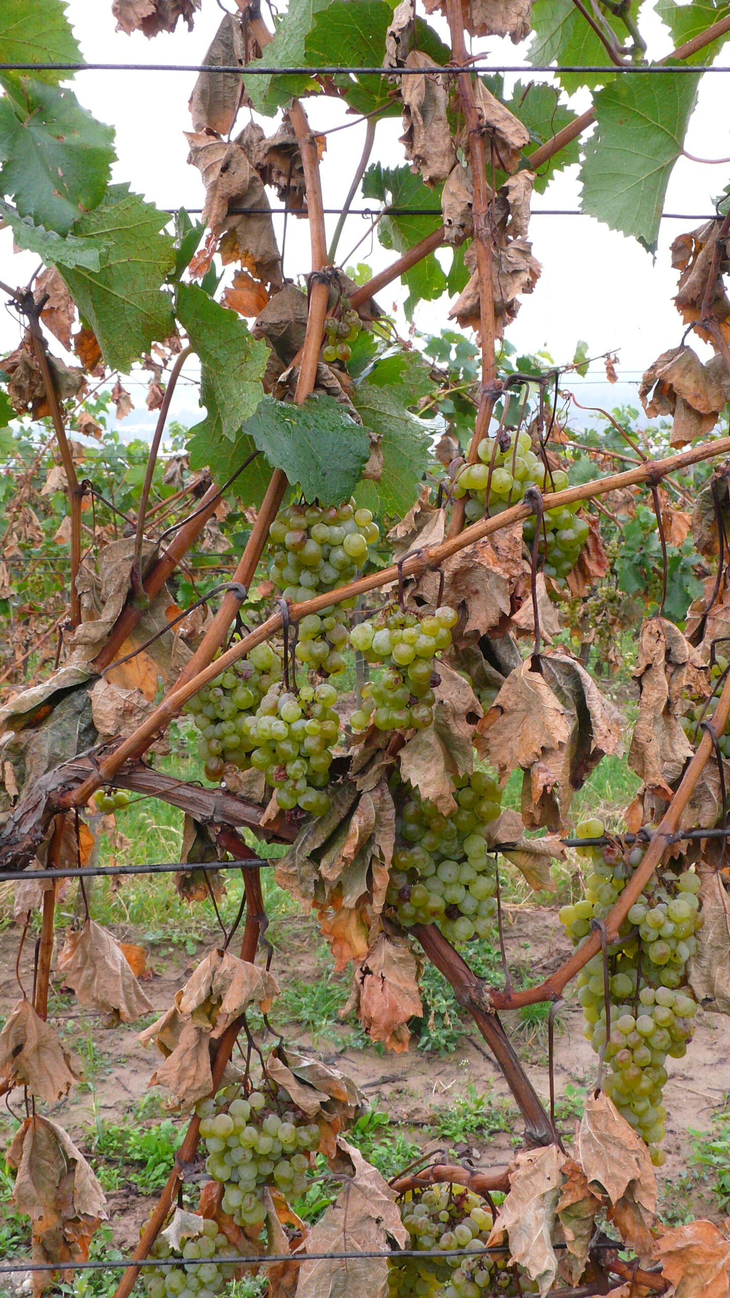 Érett fürtöket hordozó vesszőket vágnak ela DMR módszer szerint