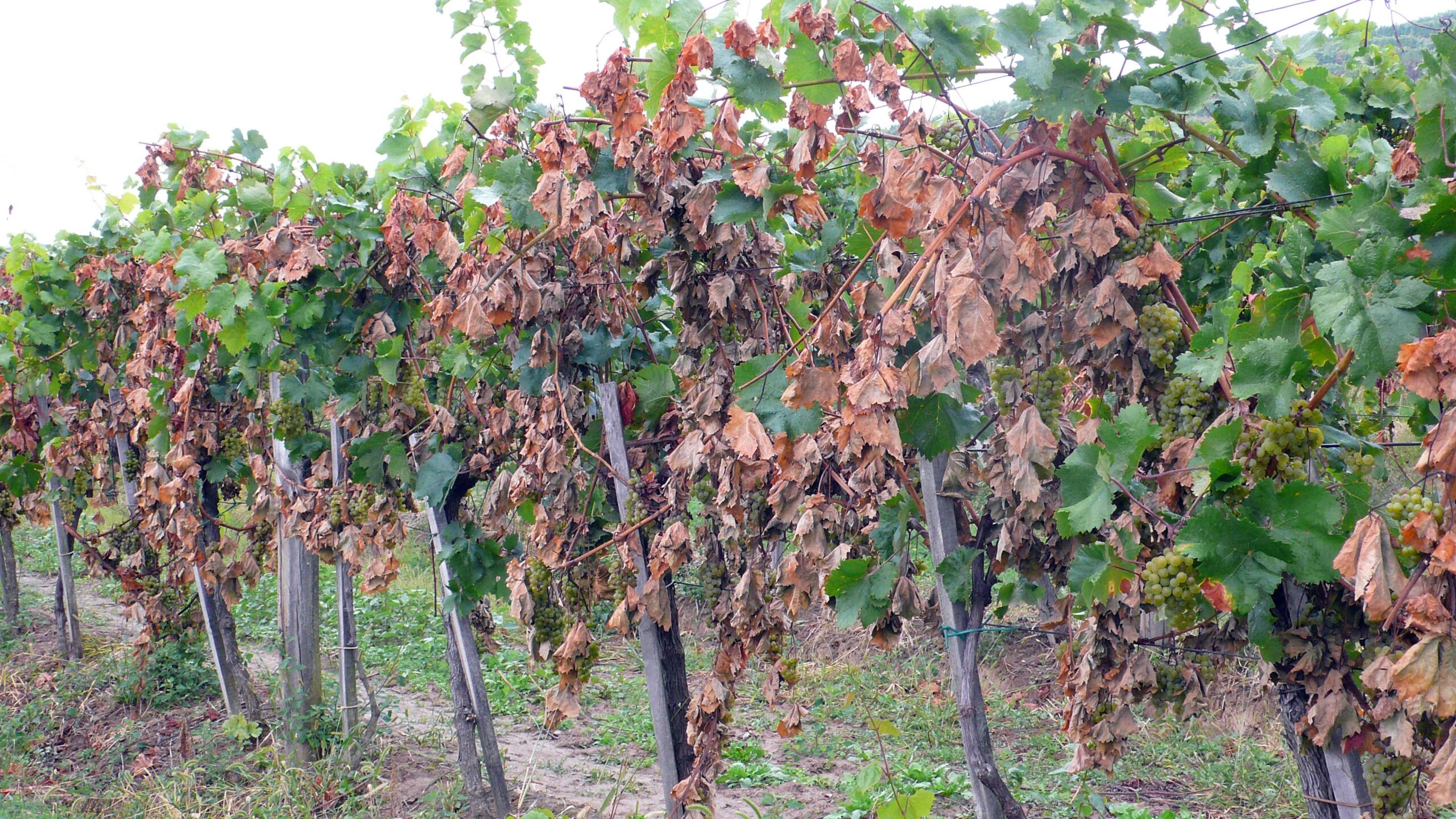 Hosszú távon a DMR módszer csökkenti a termésmennyiséget