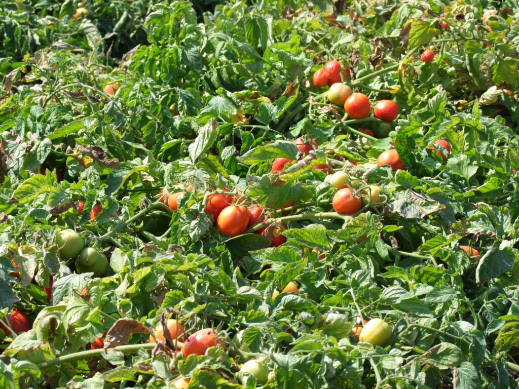 Harmadával kevesebb öntözővízzel is megbízhatóan teremhet az ipari paradicsom