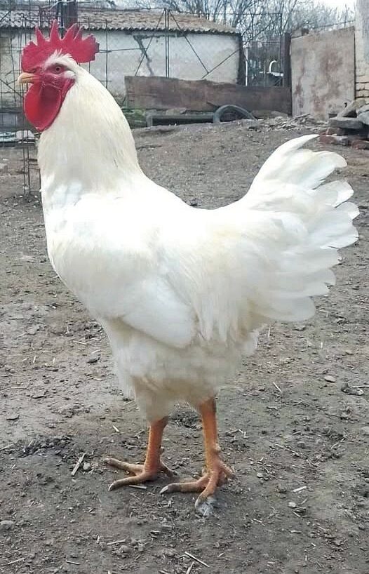 Fehér Plymuth Rock kakas a Hófogásról