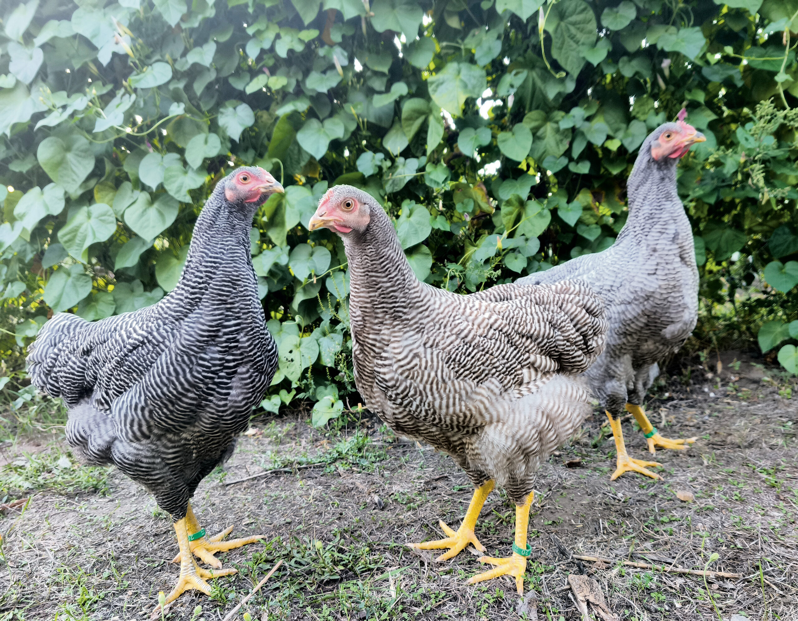 Fekete-, csoki-, és kéksávozott Plymouth Rock jércék