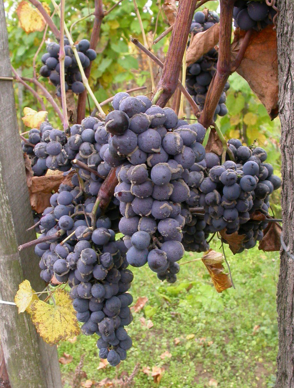 A sok víztől megrepedt bogyókgyorsan fertőződnek