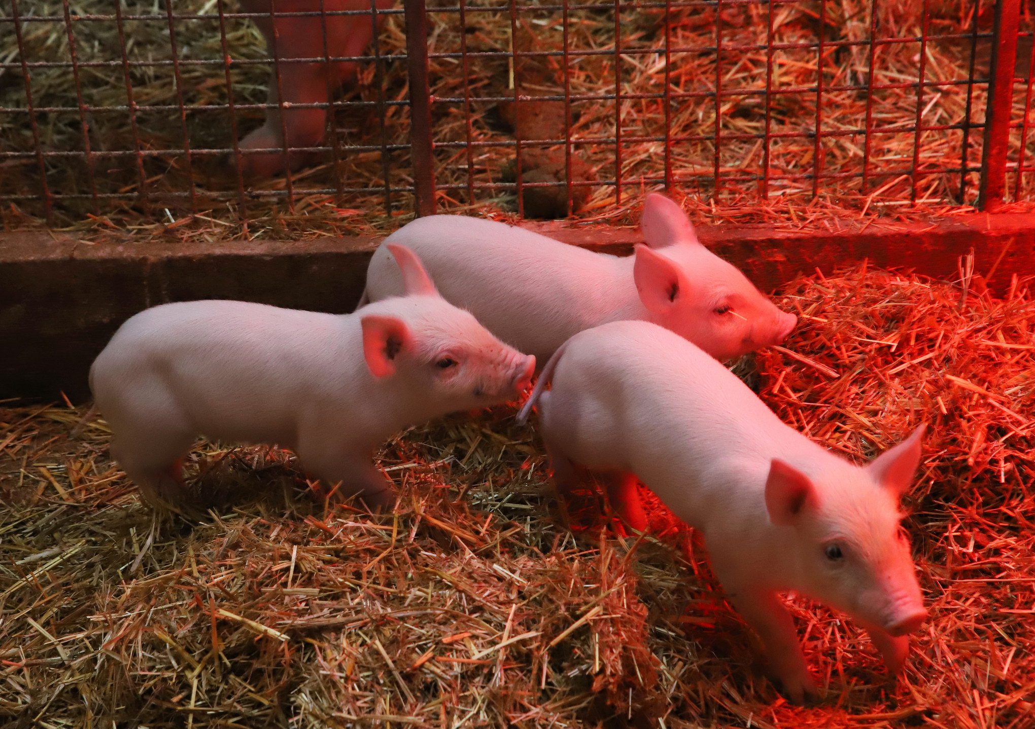 A saját szaporulat biztosítja a garanciát a termékek minőségére - Fotó: Koncz János