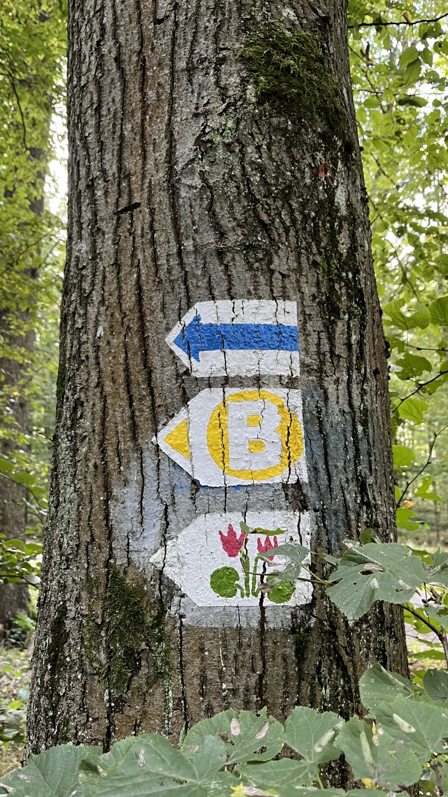 sopron várhely turistajelzés