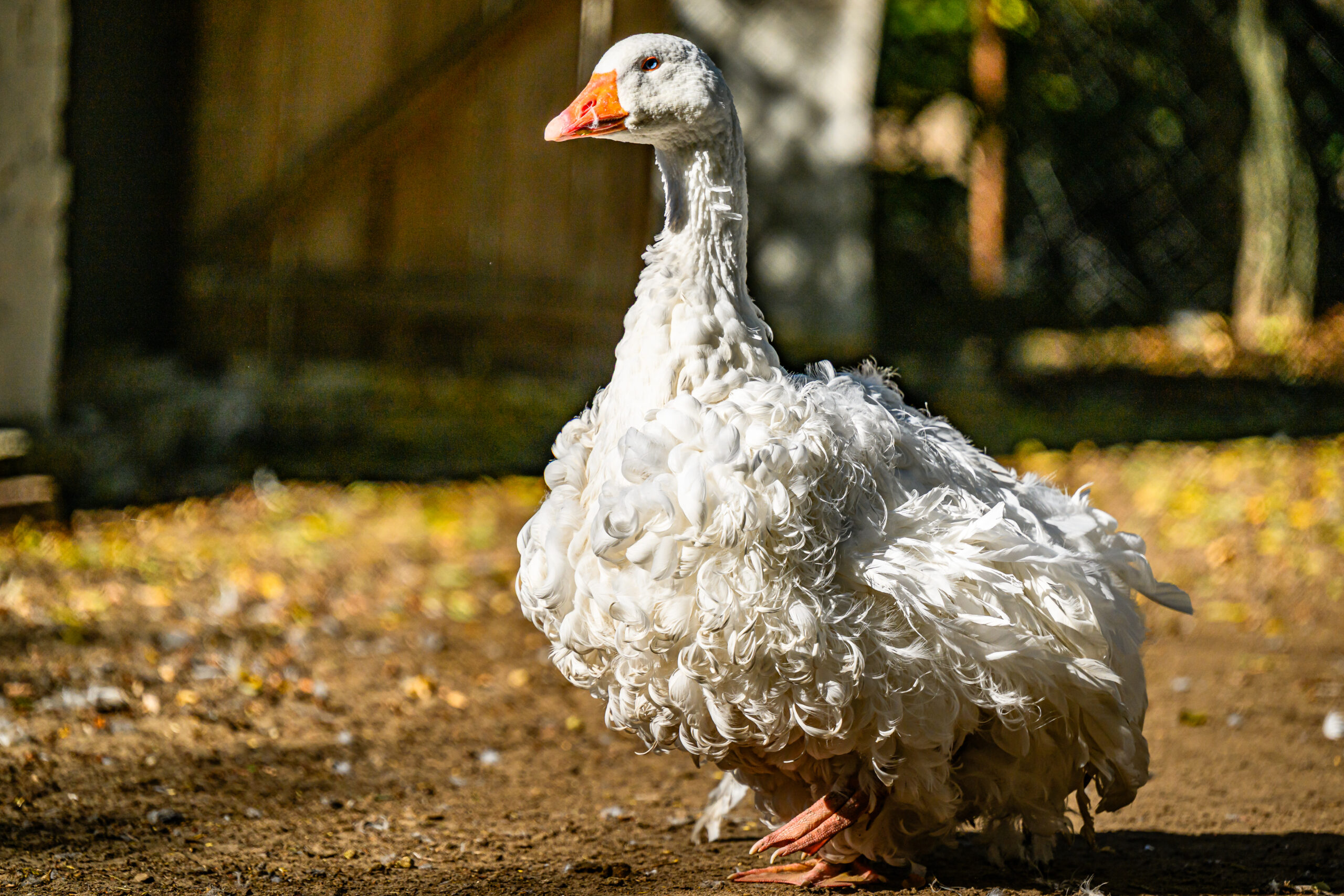 fodrostollú magyar lúd
