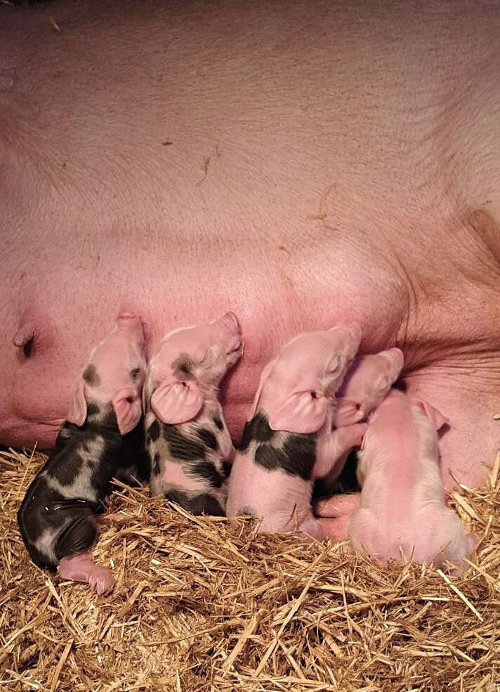 Csak náluk nevelt állatok húsát dolgozzák fel