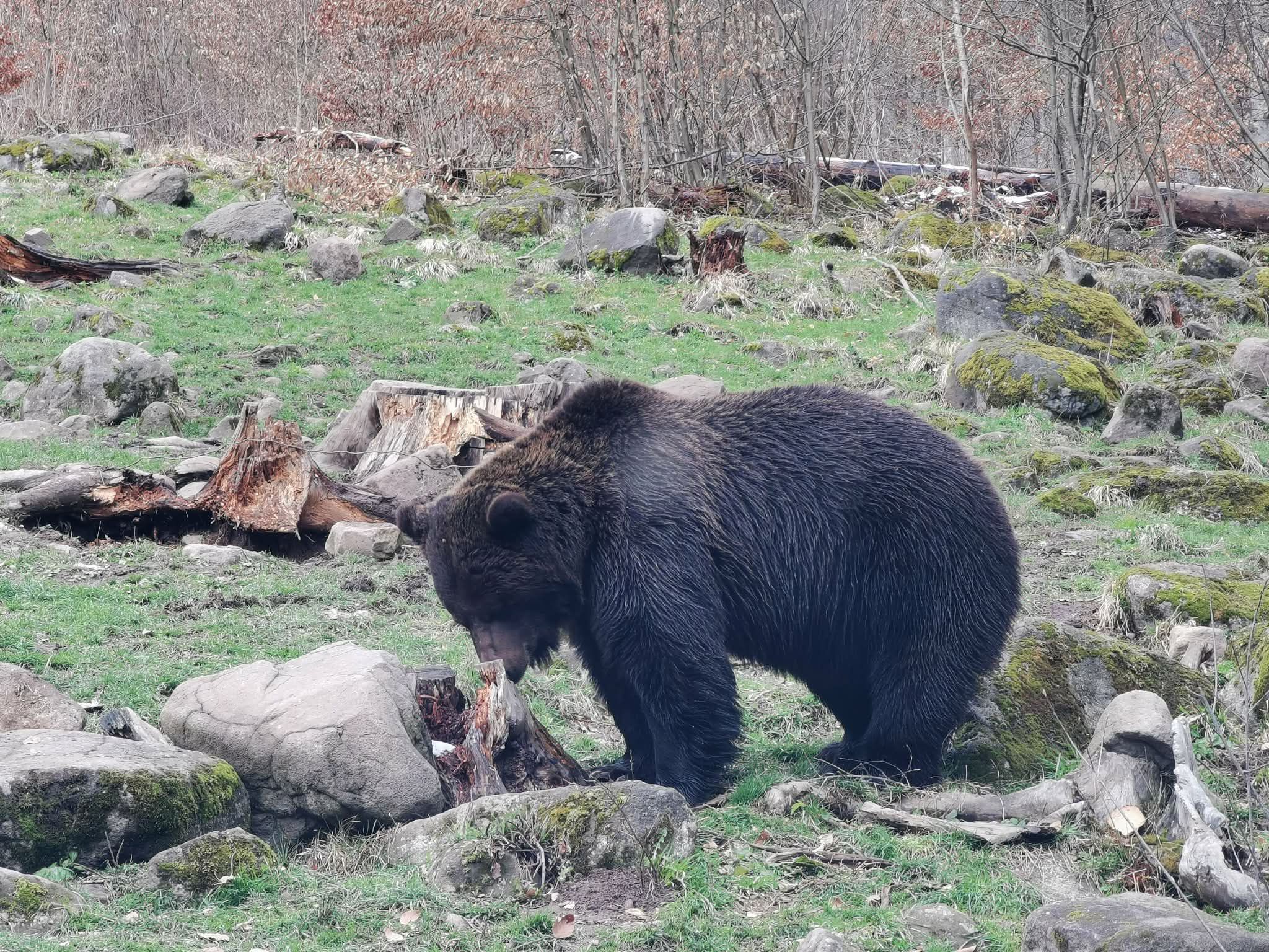 2.Medve-Lesből, forrás: Radó Handmade Lures