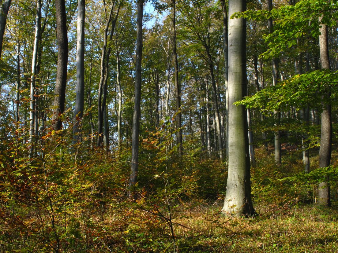 Nyári_lombban_a_Madas_erdő