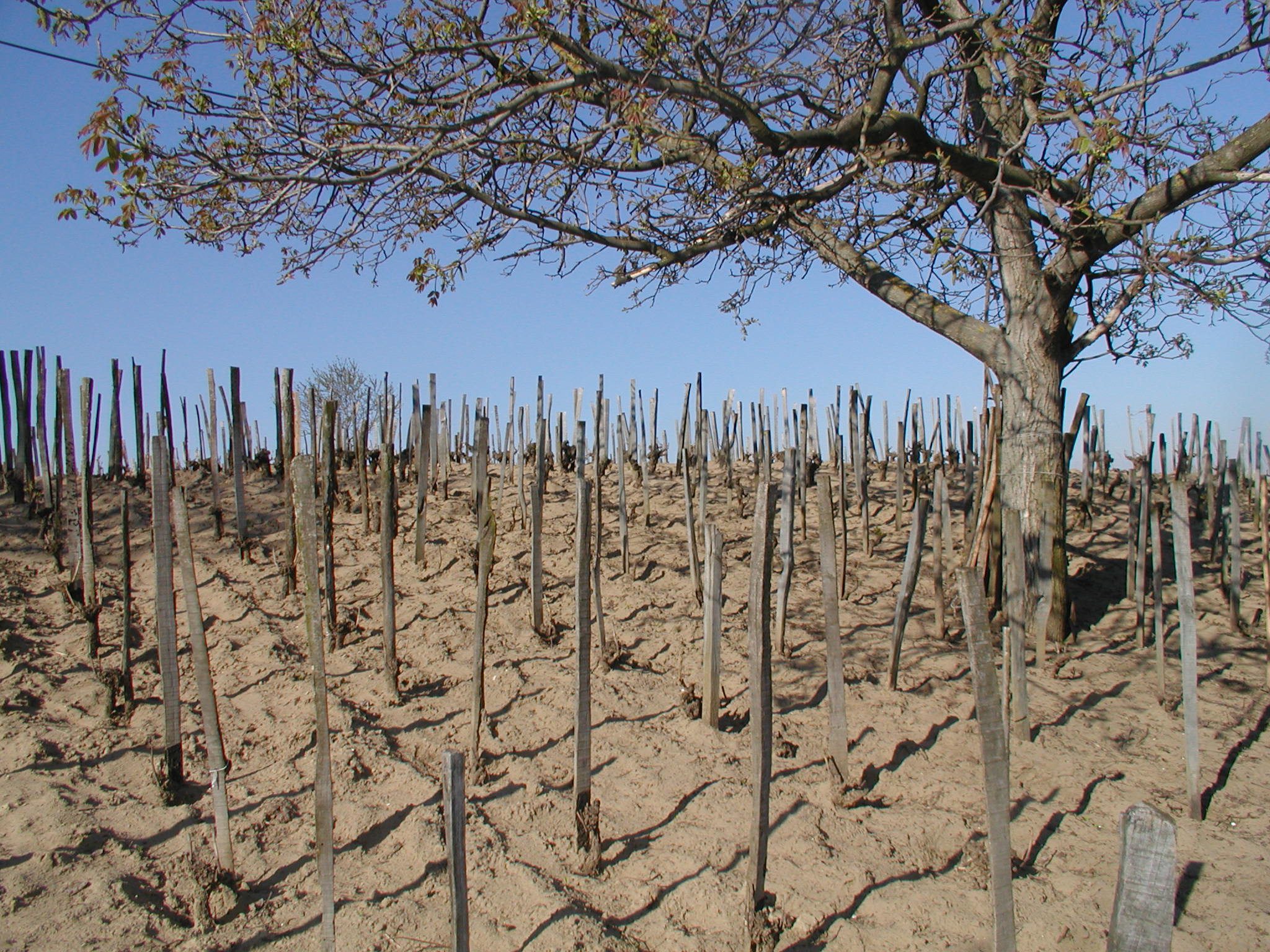 agroerdészet szőlő szőlészet