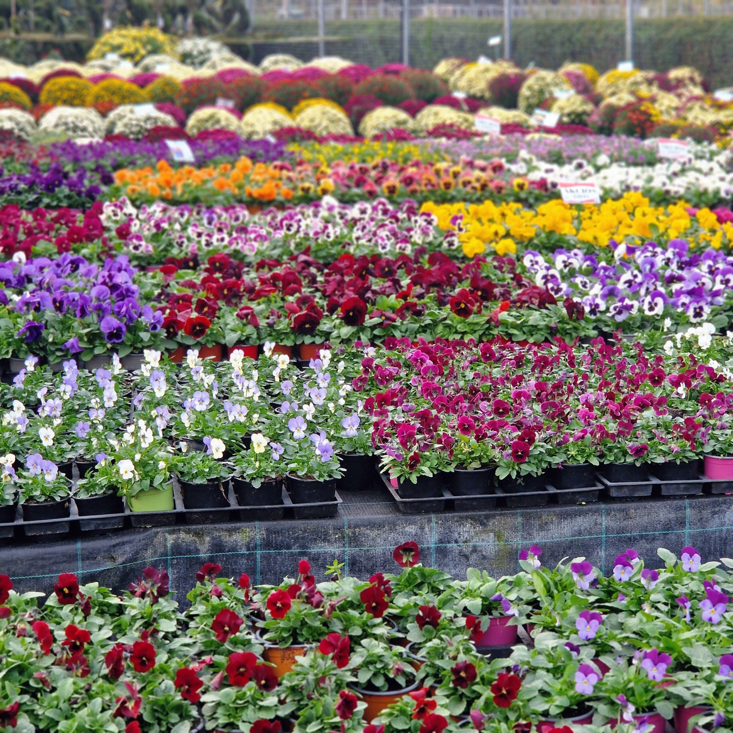 A saját termesztésű növények zömeaz árudában kel el, egyre több a viszonteladó