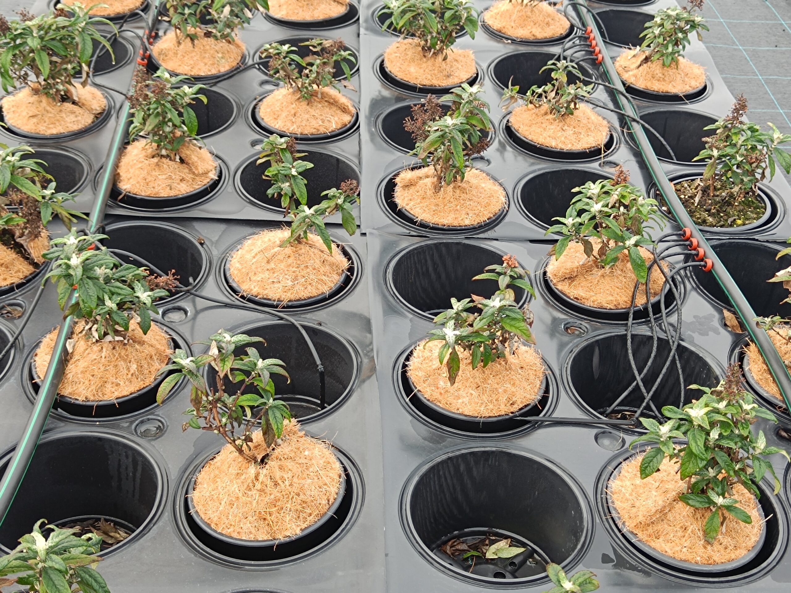 Szupertálcák az új konténertelepen