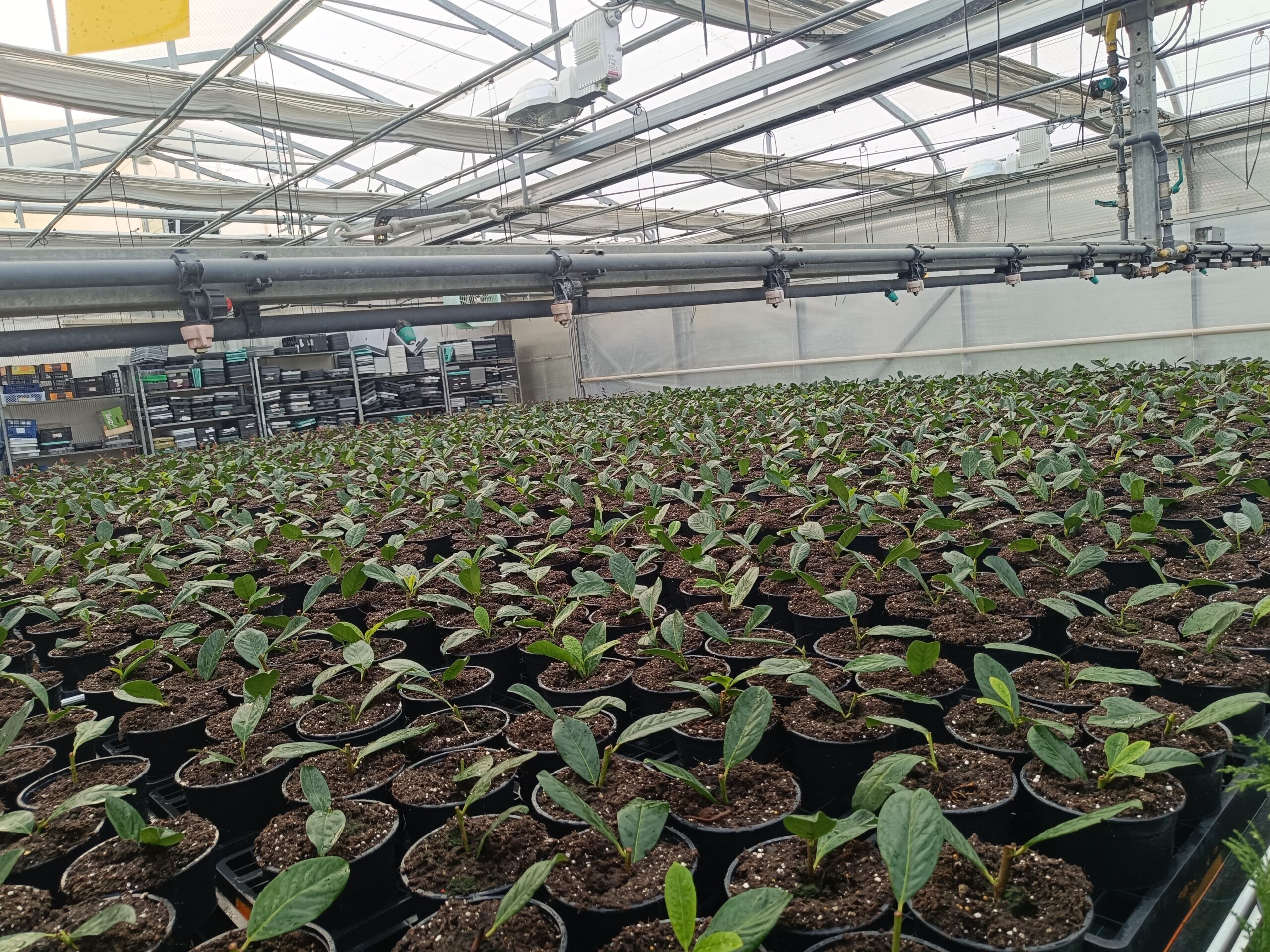 Babérmeggy-dugványok a konzolosöntöző alat