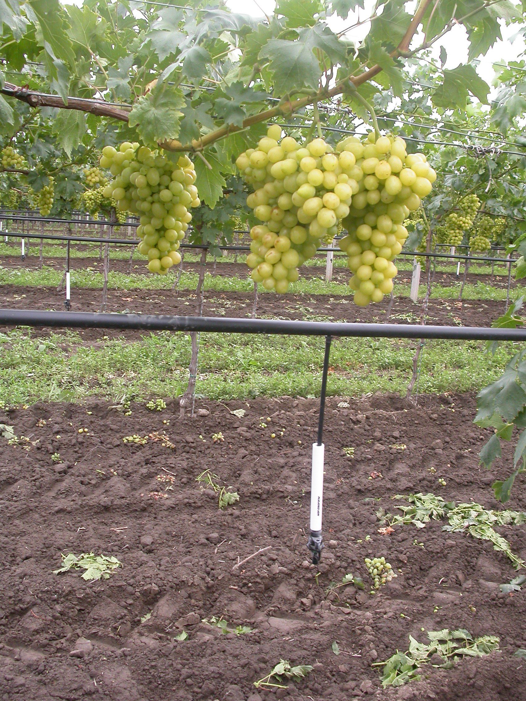 Párásító öntözéssel javíthatjukaz állományklímát