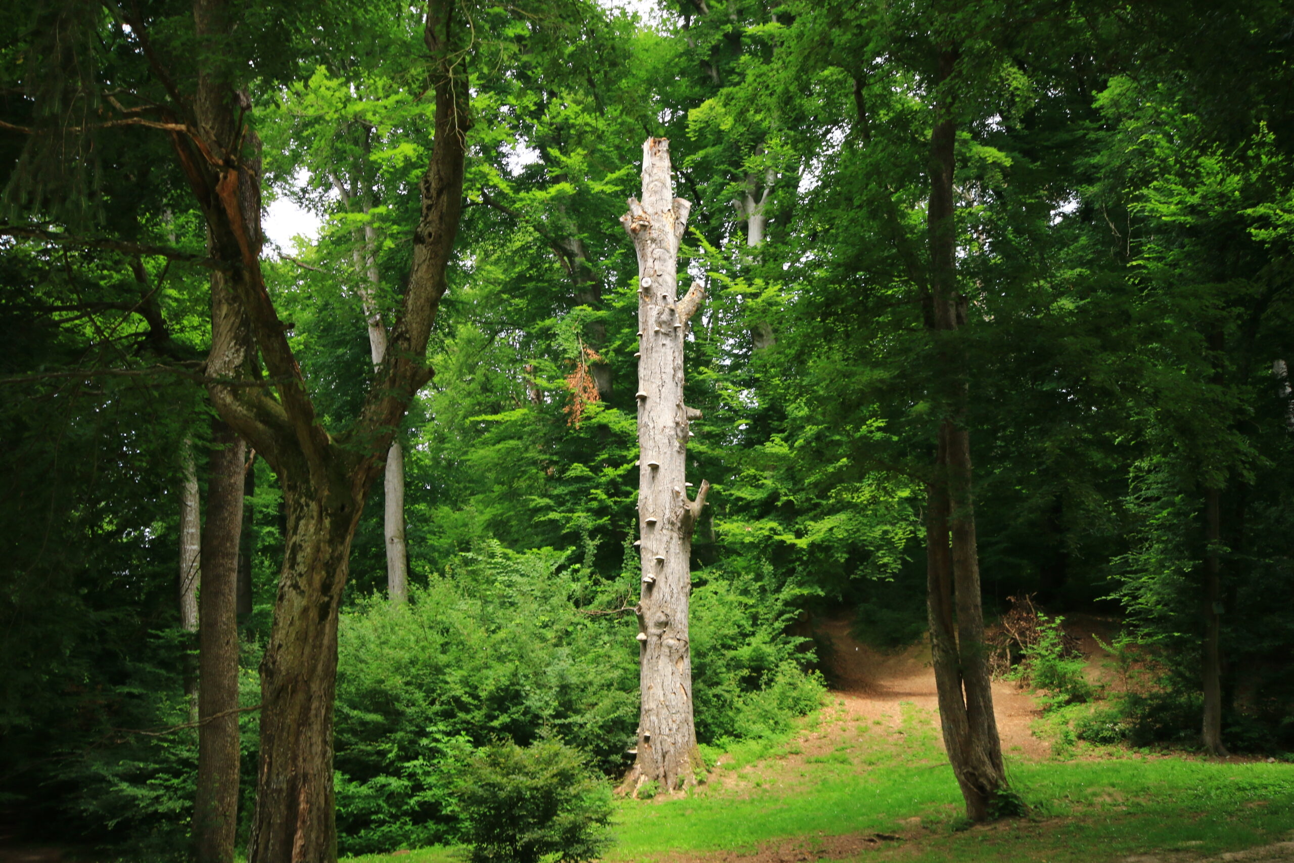 Több mint 200 éves a Sasréti ősbükkös