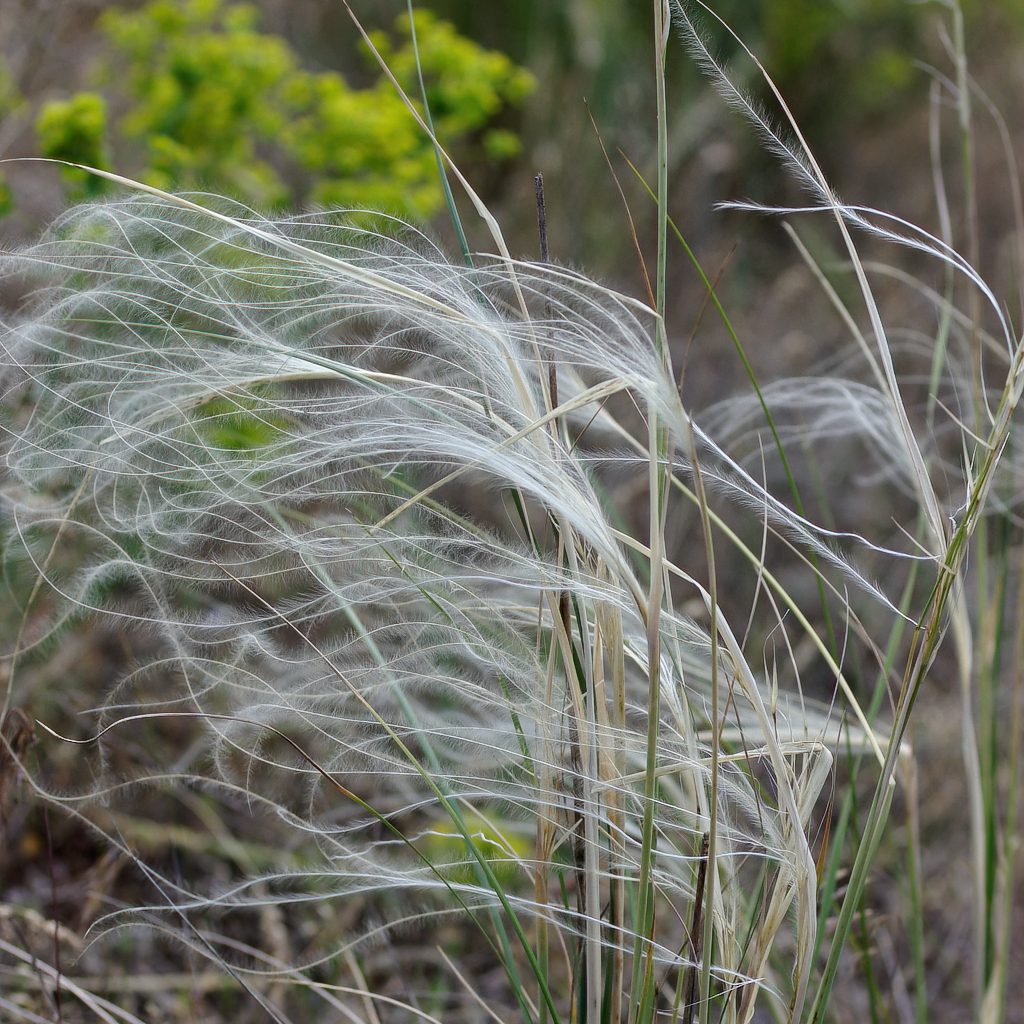 Stipa_borysthenica_FarkasS_kisebb