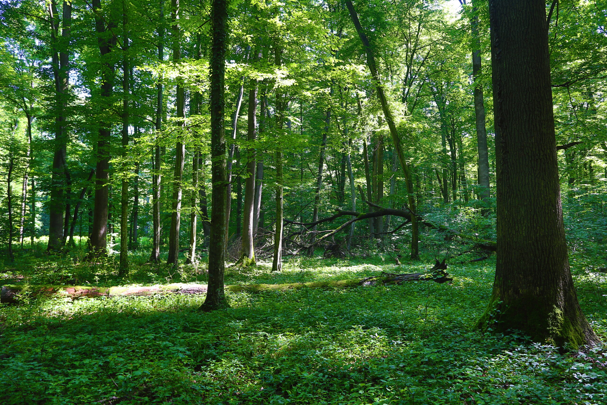 Jó szerkezetű, idős gyertyános-kocsányostölgyes a Szentegáti erdőtömbben