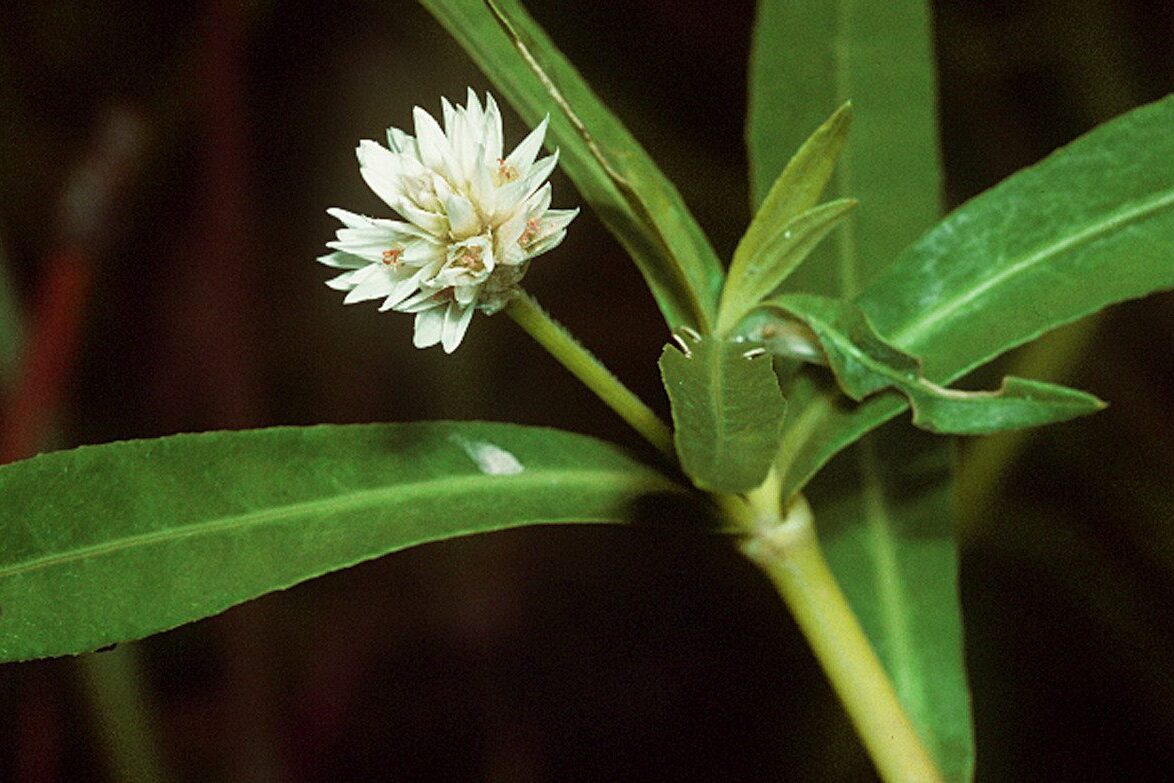 Veszélyes növény volt a kínai import dísznövény mellett