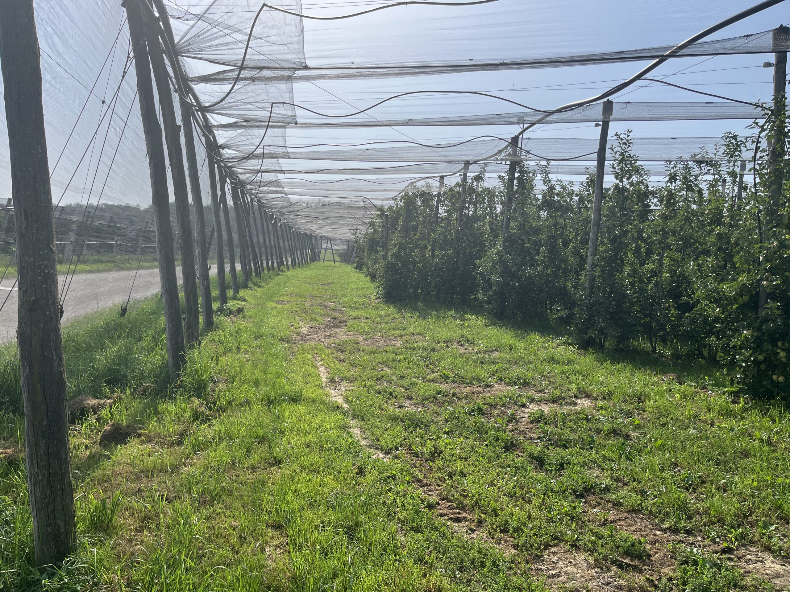Jég- és rovarhálós, alsó és felsőöntözésű bioalmás