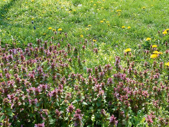 Meszes, mély rétegű, termékenytalajt jelez az árvacsalán