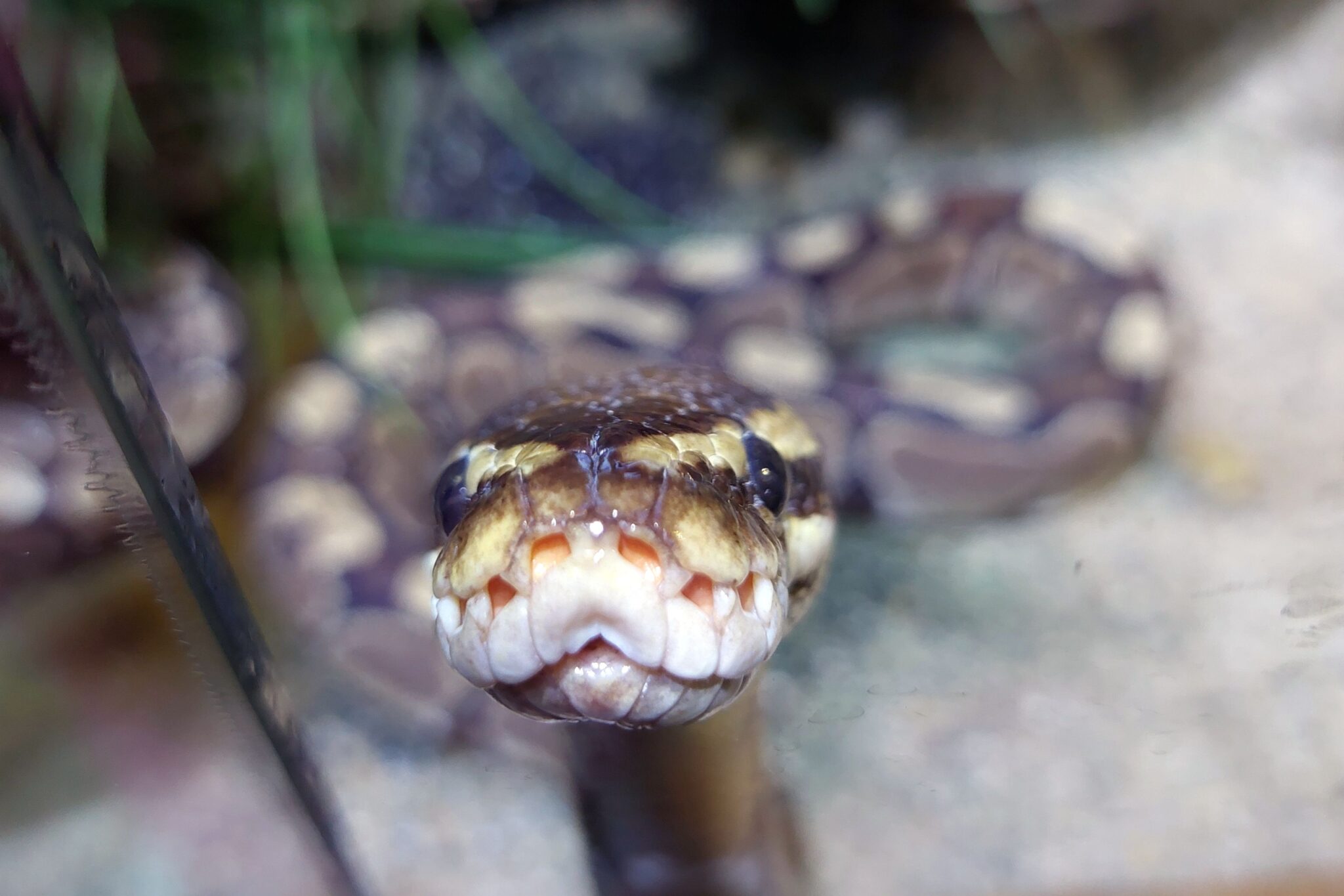 boa kígyó óriáskígyó exotikus állat