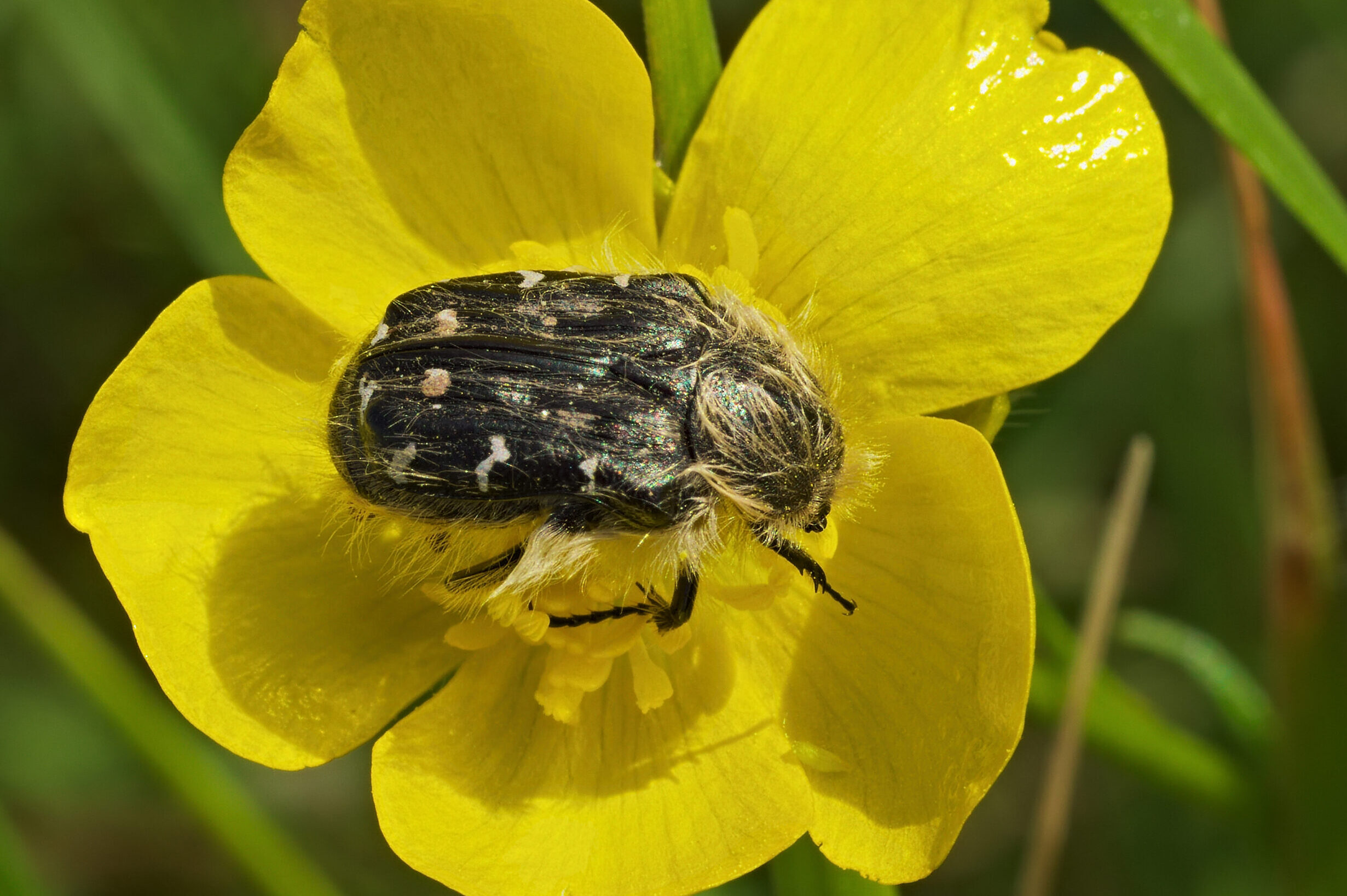 A bundásbogár – védekezzünk ellene vagy sem?