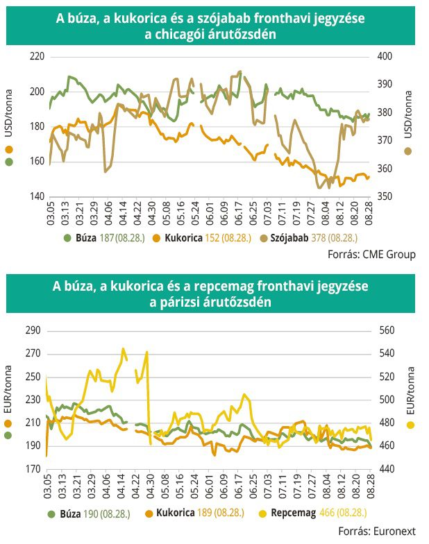 buza_kukorica_arutozsde_36
