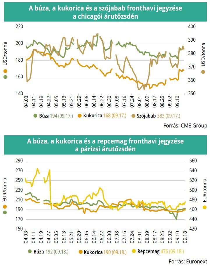 buza_kukorica_arutozsde_39